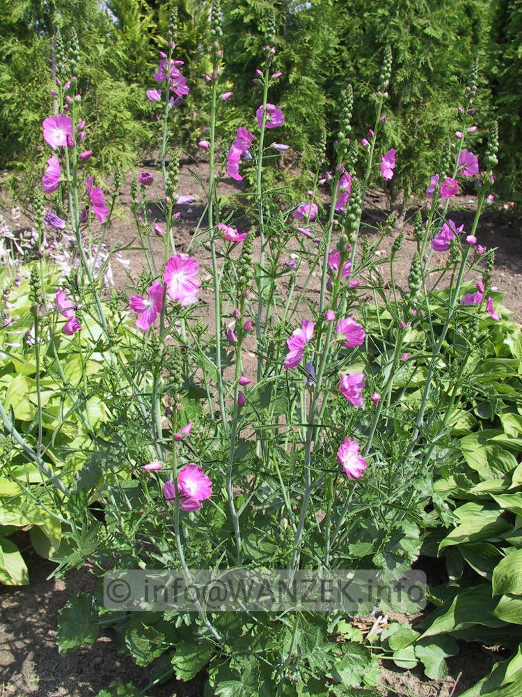 Sidalcea Hybride Party Girl.jpg